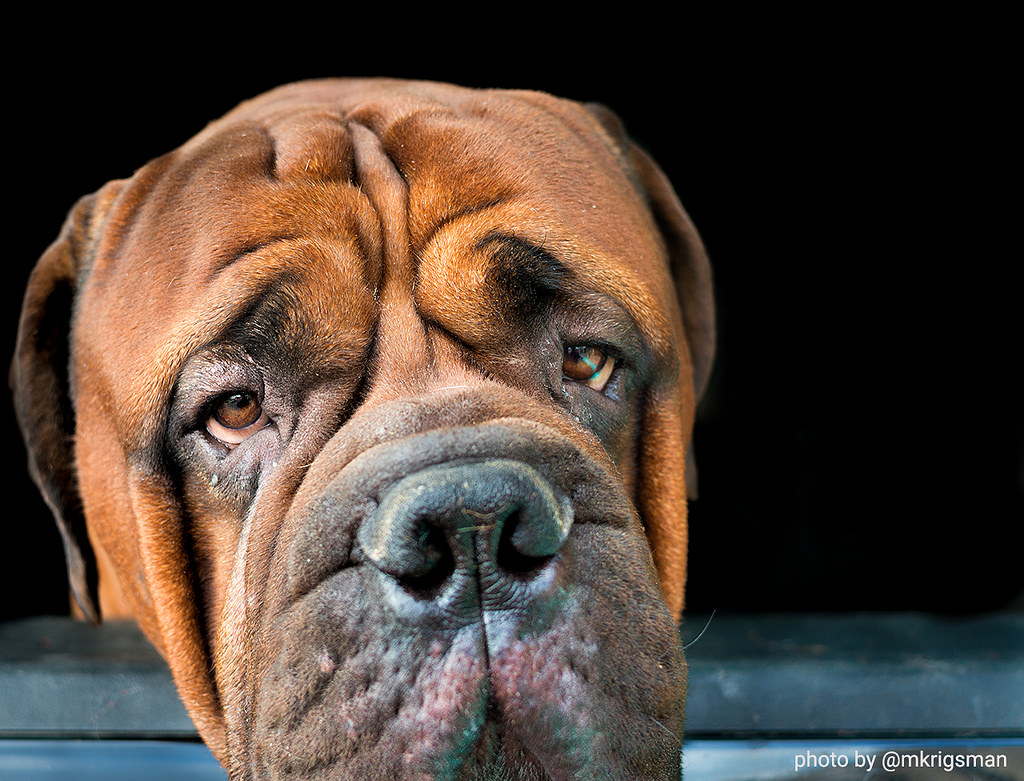Image showing a dog(sad)
